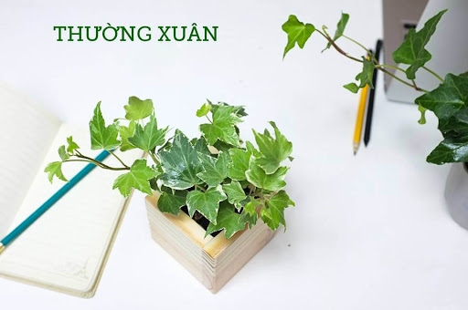 cay canh trong trong nha giup lam sach khong khi 2