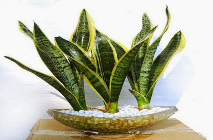 cay canh trong trong nha giup lam sach khong khi 3