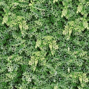 Gạch lát sân vườn 4040GREENERY001