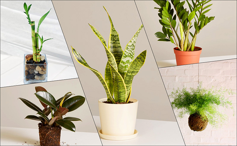 kien-tao-khong-gian-xanh-nang-cao-suc-khoe-tang-cao-tuoi-tho-2 kien tao khong gian xanh nang cao suc khoe tang cao tuoi tho 2